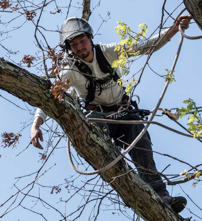 Ben climbing in an oak, looking down at the crew