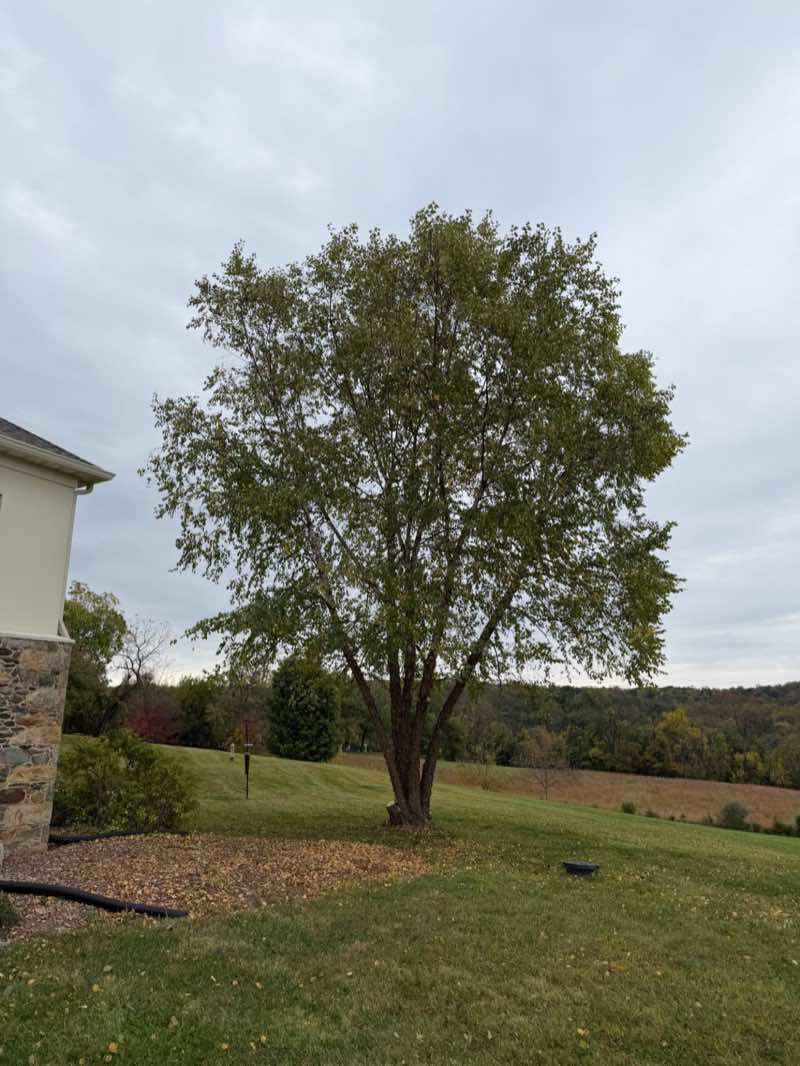 After pruning: the same birch thinned and lifted, with light through the canopy and clearance from the house