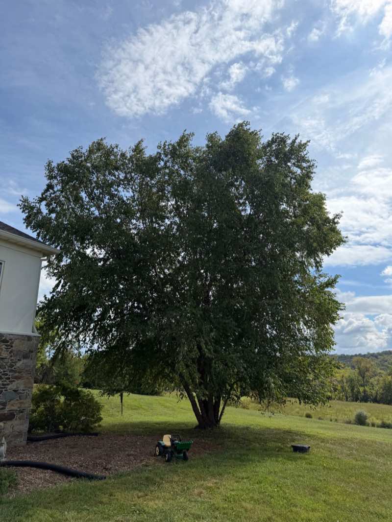 Before pruning: a multi-stem birch with a dense, overgrown canopy hanging toward the house