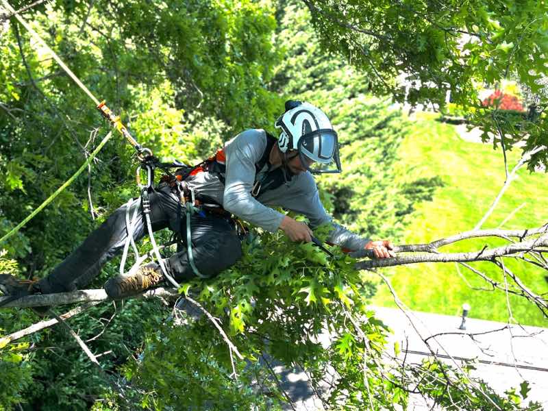 Climber tied in over a roof, making a careful hand-saw pruning cut on an oak limb