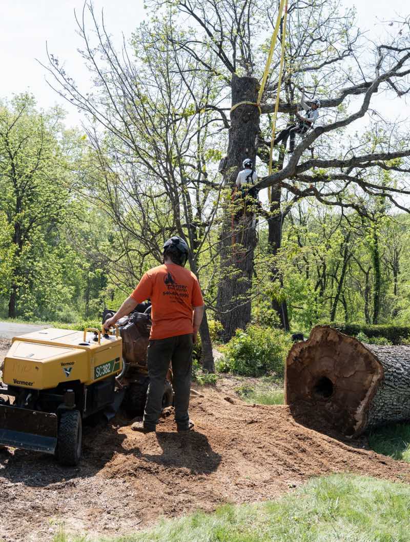 Crew member running a stump grinder next to a large removed oak