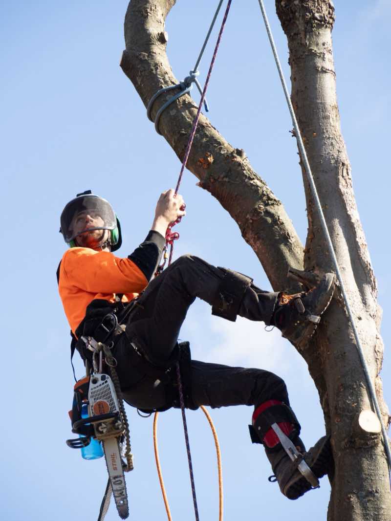 Turner Tree Works climber on spikes removing a tree