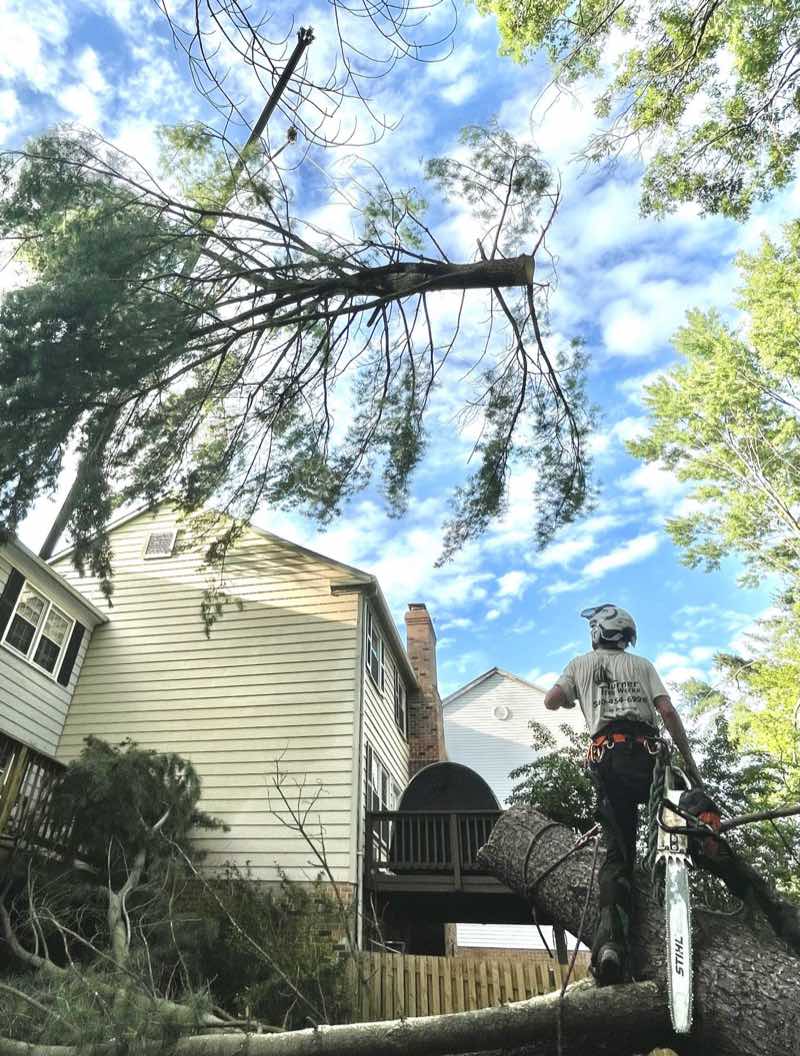 Climber on a storm-damaged tree that fell against a house